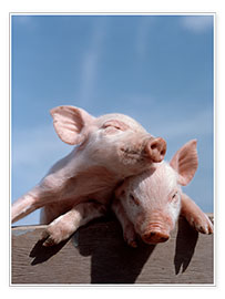 Plakat  To grise i solen