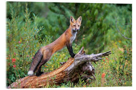 Acrylglasbild Fuchs throhnt aus einem Baumstamm