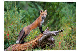 Alubild Fuchs throhnt aus einem Baumstamm