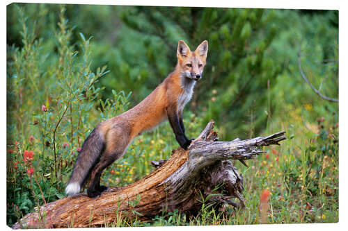 Canvas print Fox steals from a tree trunk