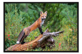 Gerahmter Kunstdruck Fuchs throhnt aus einem Baumstamm