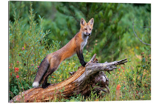 Gallery print Fox steals from a tree trunk