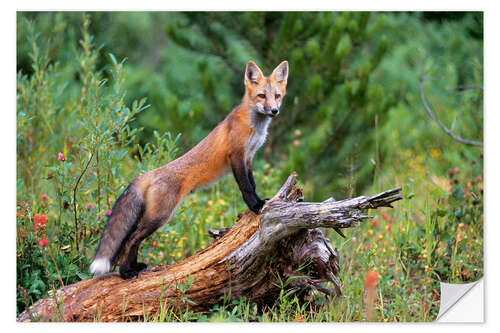 Naklejka na ścianę Fox steals from a tree trunk