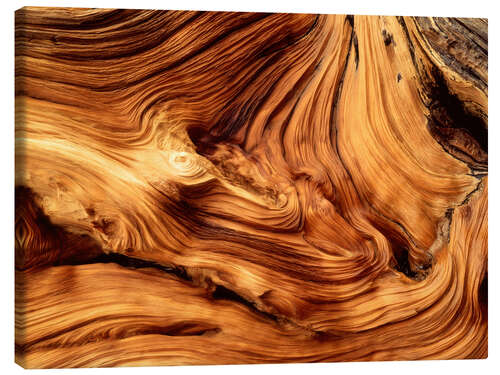 Canvas print Pine wood close-up