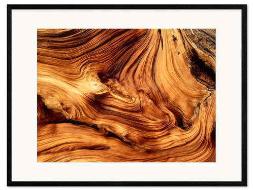 Framed art print Pine wood close-up