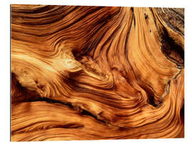 Gallery print Pine wood close-up