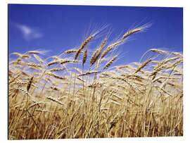 Aluminium print Barley heads in front of blue sky