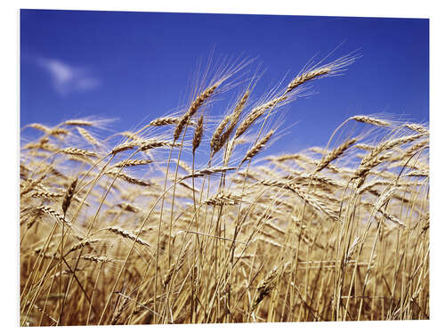 PVC-tavla Barley heads in front of blue sky