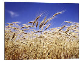 Gallery print Barley heads in front of blue sky