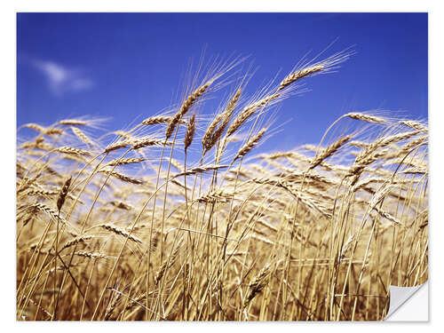 Naklejka na ścianę Barley heads in front of blue sky