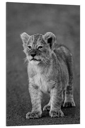 Gallery print Lion cub