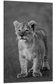 Magnettafel Löwenbaby