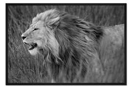 Gerahmter Kunstdruck Löwe auf Streife