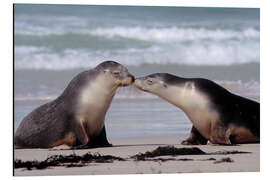 Aluminium print Sea lion kiss