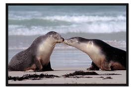 Gerahmter Kunstdruck Seelöwenkuss