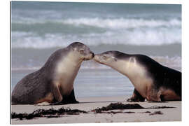 Gallery print Sea lion kiss