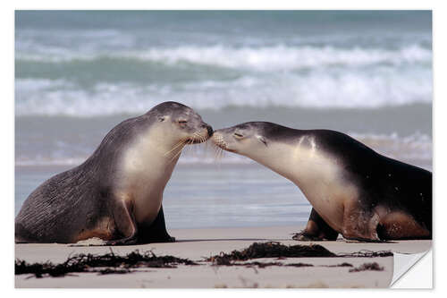 Naklejka na ścianę Sea lion kiss