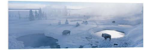 Tableau en PVC Bisons et geysers au parc national de Yellowstone, USA