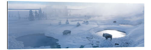 Gallery print Bisons and geysers in Yellowstone National Park, USA