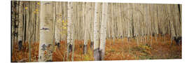 Tableau en aluminium Forêt de bouleaux en automne