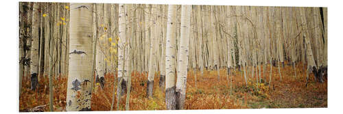 Foam board print Autumnal birch forest