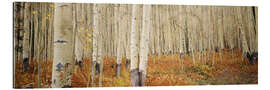 Tableau en plexi-alu Forêt de bouleaux en automne