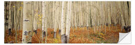 Wall sticker Autumnal birch forest