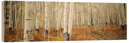 Wood print Autumnal birch forest