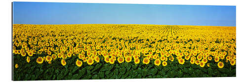 Gallery print Sunflowers