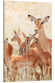 Aluminium print Impala family