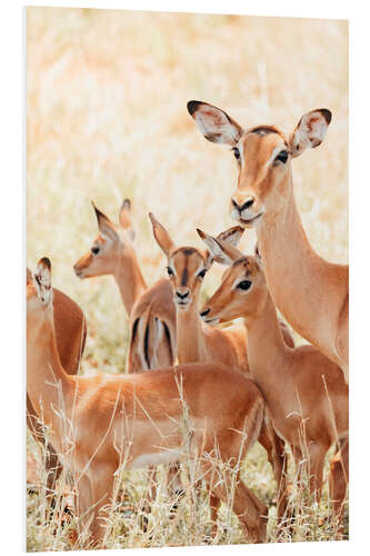 Tableau en PVC Famille d'impalas