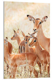 Gallery print Impala family