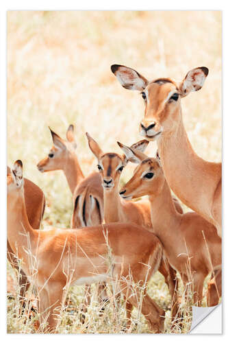 Selvklebende plakat Impala familie