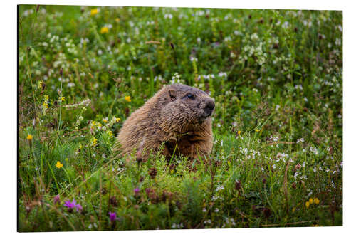 Aluminium print Marmot