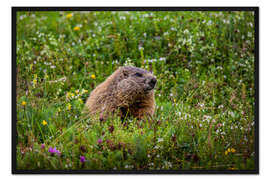 Gerahmter Kunstdruck Murmeltier