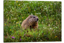 Gallery print Marmot