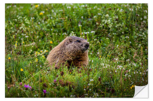 Naklejka na ścianę Marmot