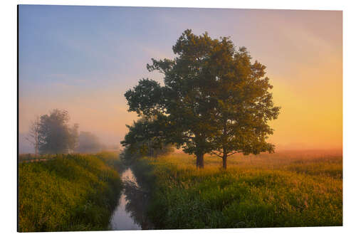 Aluminium print Trees in the rising sun