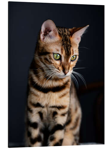 Aluminiumtavla Bengal Cat I