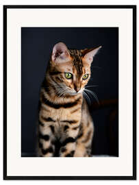 Ingelijste kunstdruk Bengal Cat I