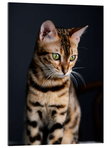 Gallery print Bengal Cat I