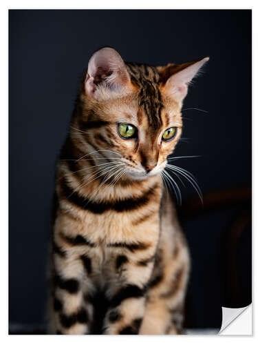 Wall sticker Bengal Cat I