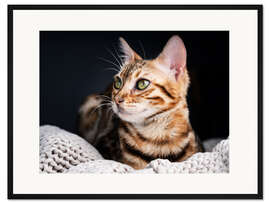 Gerahmter Kunstdruck Bengalkatze II
