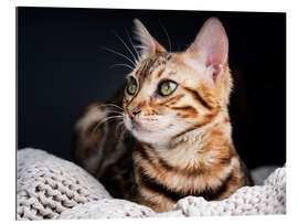 Gallery print Bengal Cat II