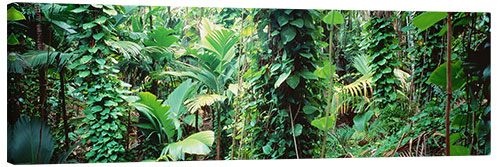 Canvas print Welcome to the jungle