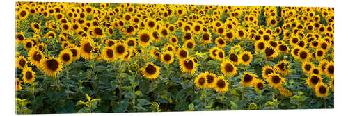 Akrylglastavla Sunflower field