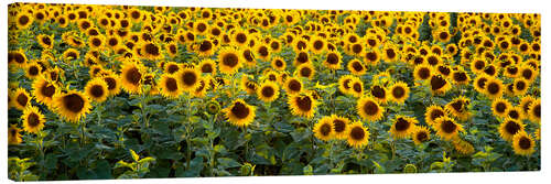 Tableau sur toile Champ de tournesols