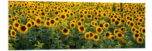 Foam board print Sunflower field