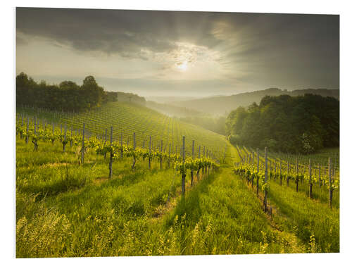 Foam board print Vineyard in Southern Styria