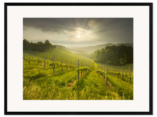 Gerahmter Kunstdruck Weinberg in der Südsteiermark